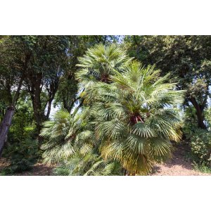 Palmička nízka (Chamaerops Humilis) - výška 80-90 cm, kont. C7,5L (-14°C)